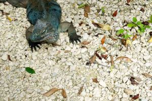 Blue Iguana