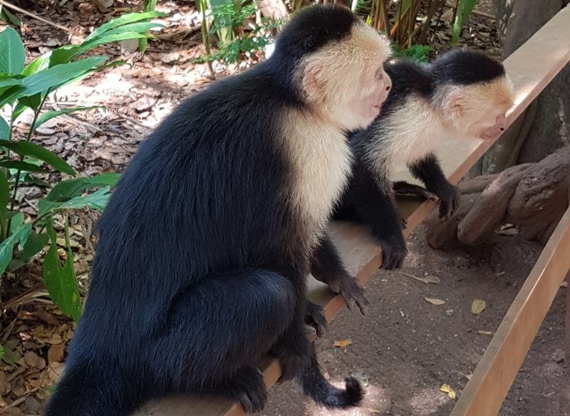 Kapuzineraffen im Mayan Eden Eco Park auf Roatan