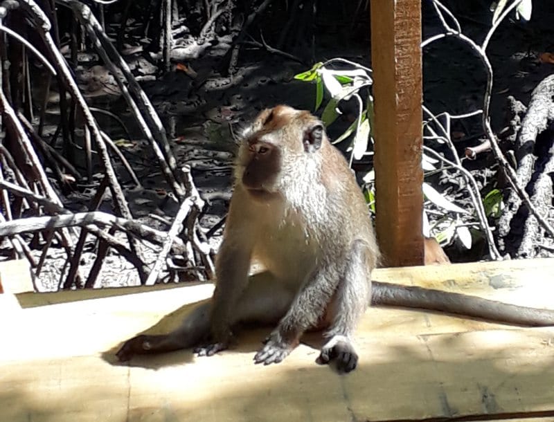 Viele Affen auf Langkawi