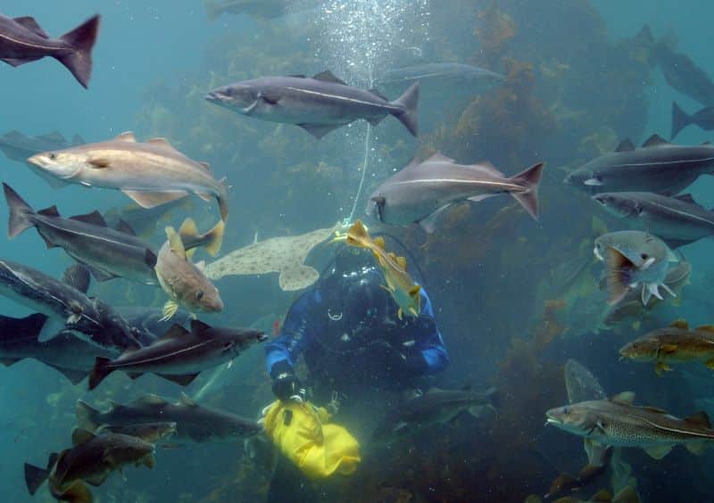 Fütterung im Aquarium Atlanterhavsparken bei Alesund