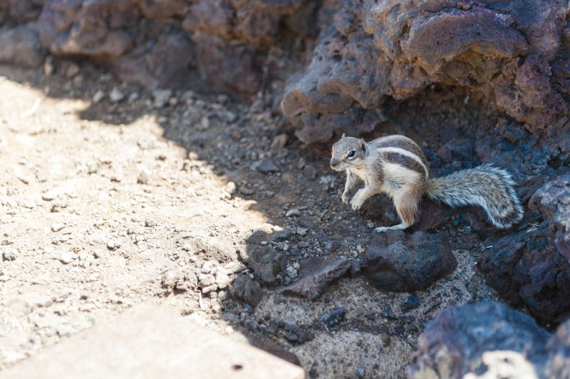 Atlashörnchen auf Fuerteventura
