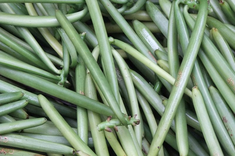 Landausflüge in Le Port (La Réunion) auf eigene Faust