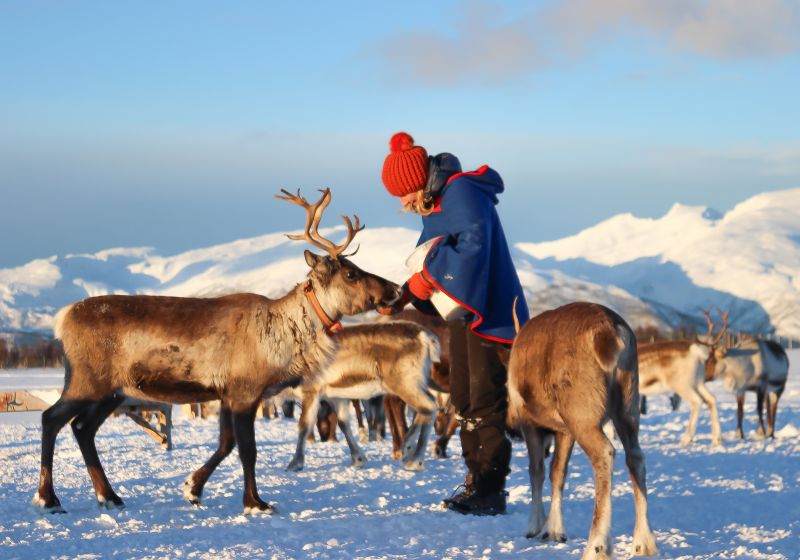 Besuch bei den Sami mit ihren Rentieren