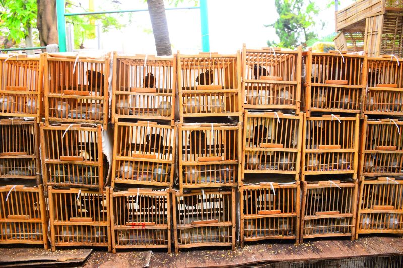 Bird Market in Hongkong