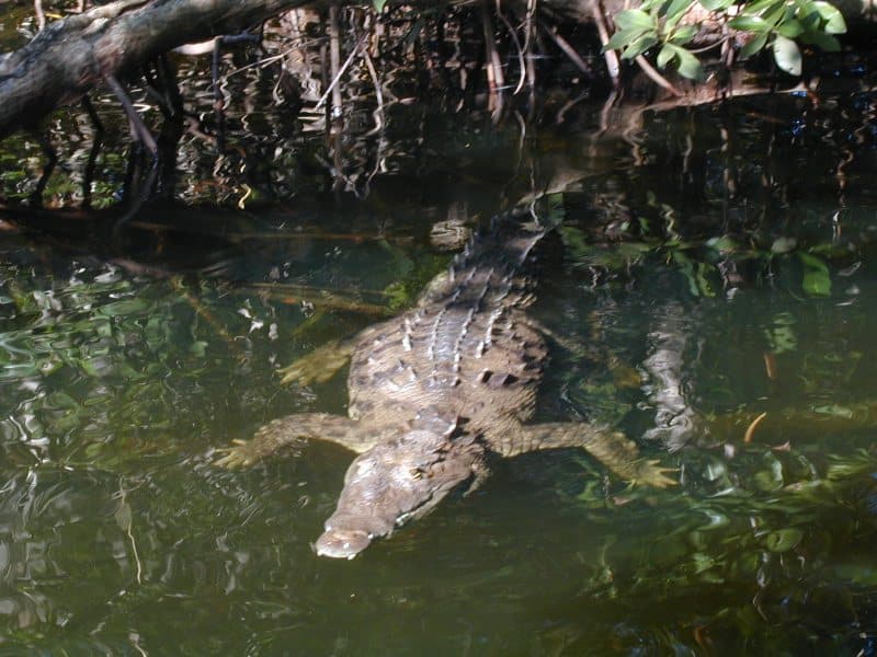 Black River Safari