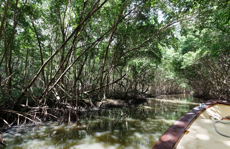 Mangrove forest in Martinique island, French West Indies