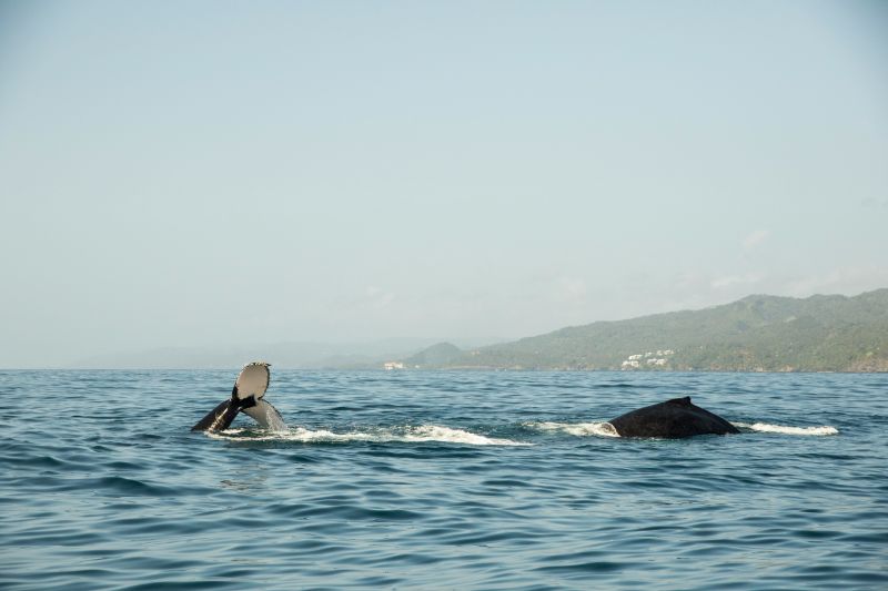 Buckelwale in der Bucht von Samaná