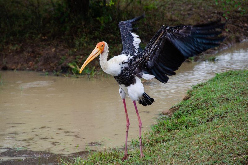 Buntstorch am Walawe River in Sri Lanka