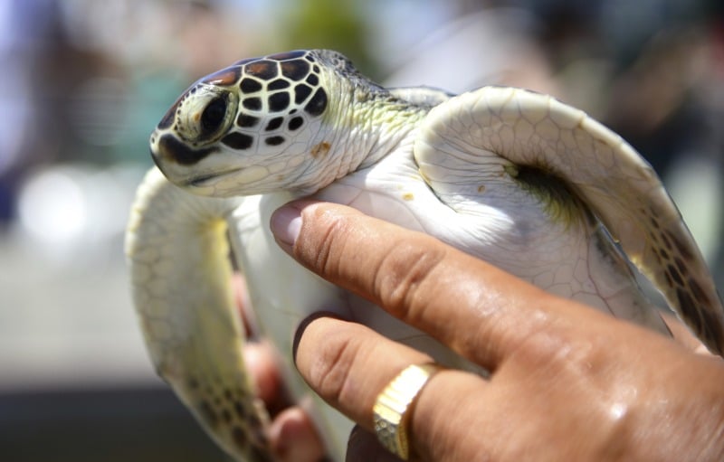 Green Sea Turtle