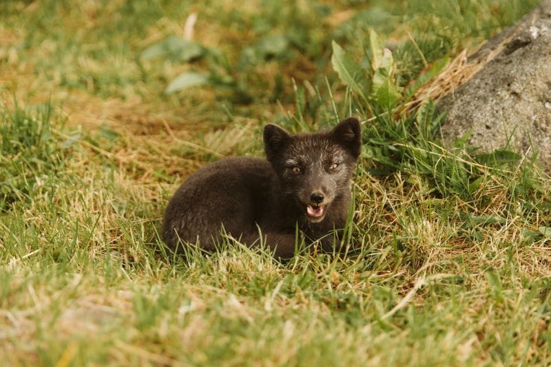 Landausflüge in Ísafjörður zum arctic Fox Centre