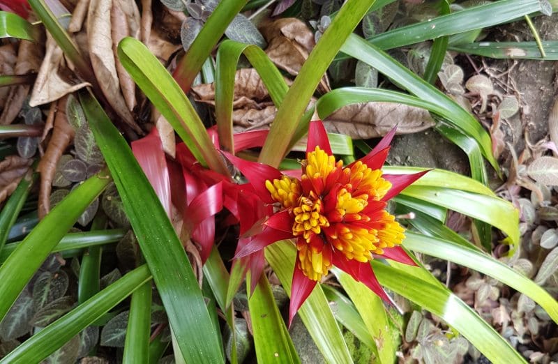 Diamond Botanical Gardens