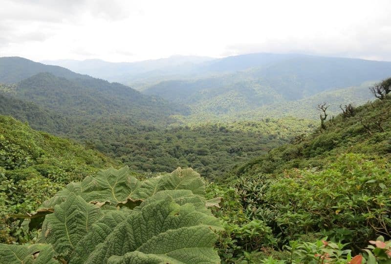 In Puerto Limon auf eigene Faust in den Regenwald