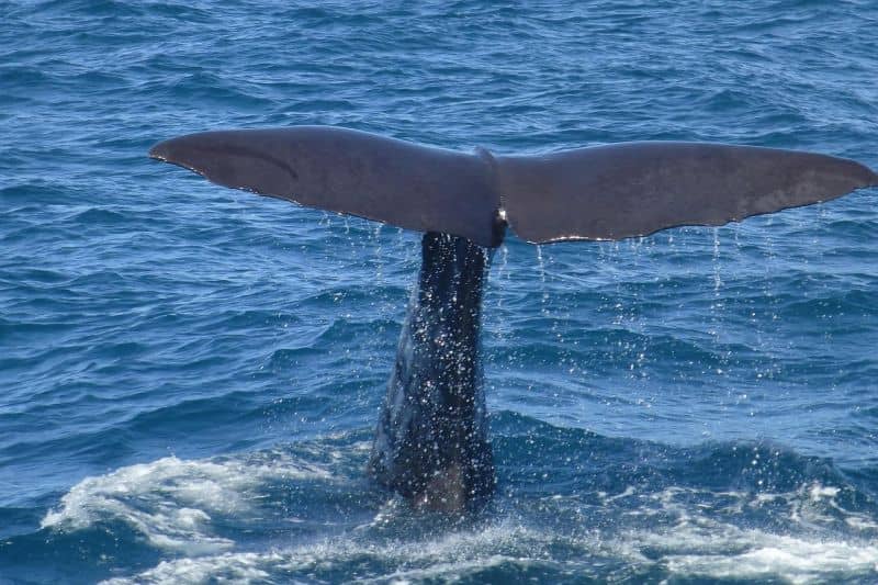 Whale Watching sind beliebte Landausflüge auf Dominica