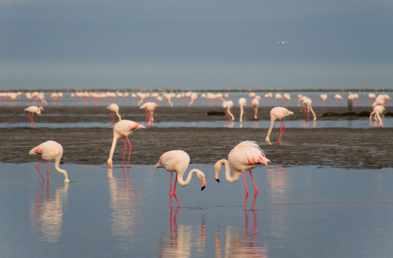 Die Lagune ist ein Paradies für Flamingos