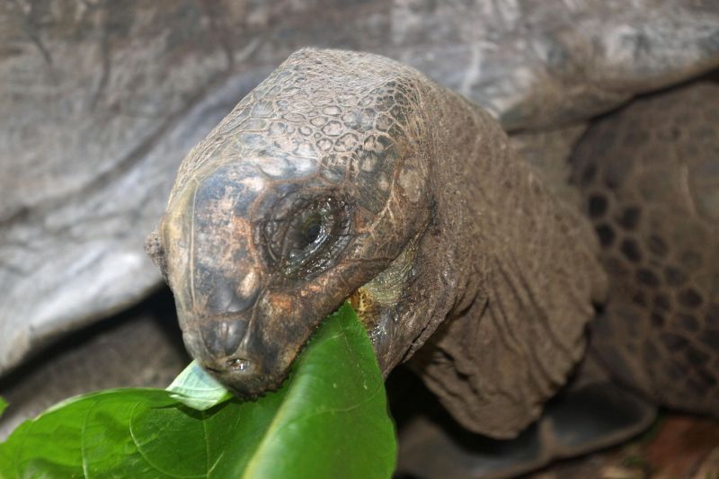 Die Riesenschildkröten sieht man bei Landausflügen in Mahé