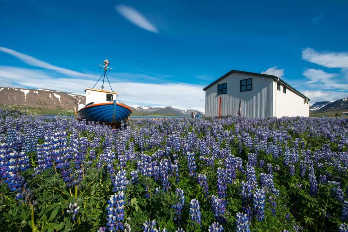 Ísafjördur Landausflüge