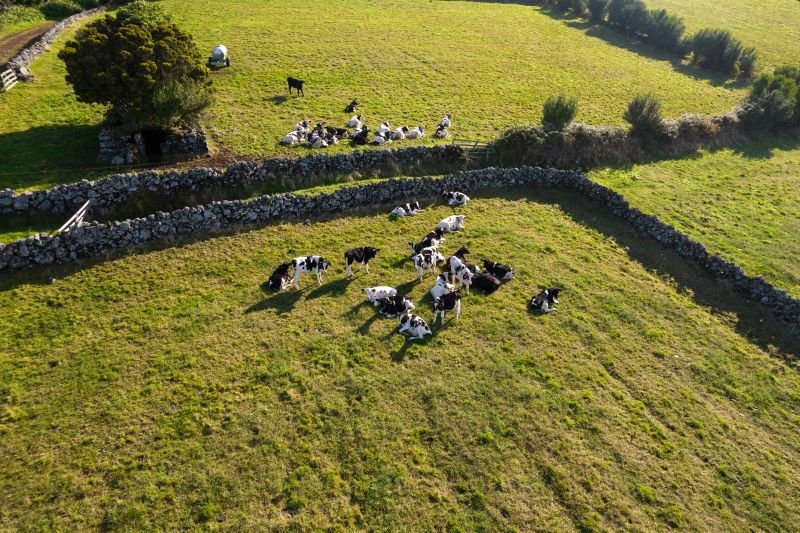 Die berühmten, durch schwarze Lavasteinmauern getrennten grünen Wiesen auf Terceira