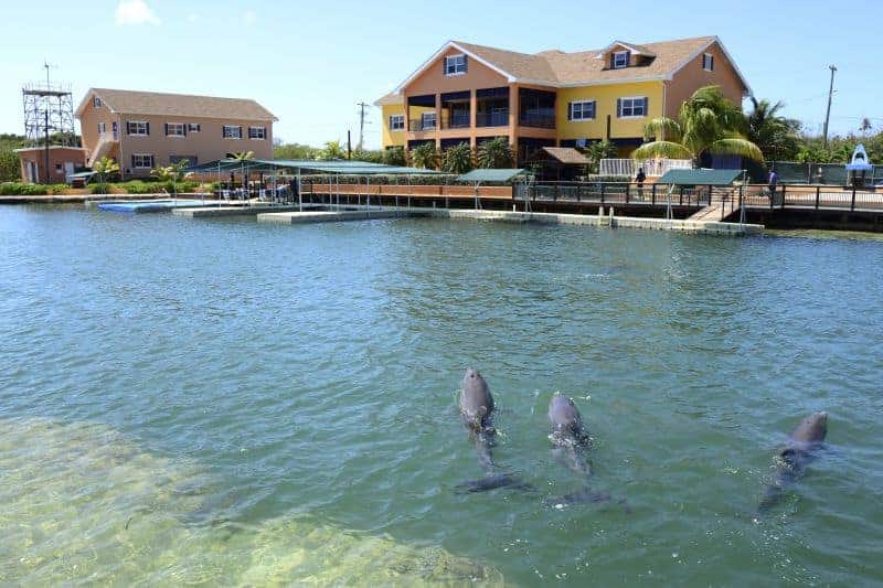 Landausflüge auf Grand Cayman nach Dolphin Cove