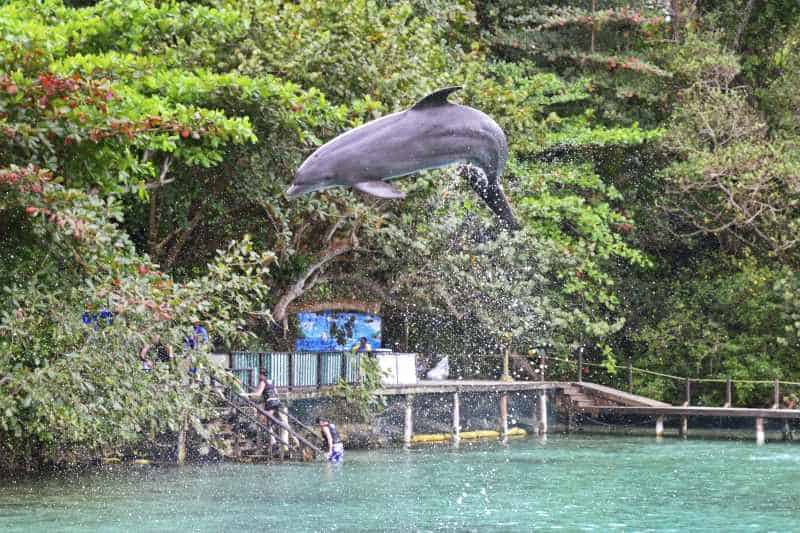 Dolphin Cove Ocho Rios