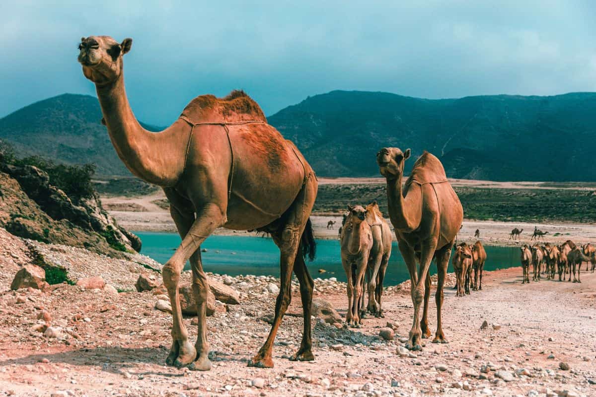 Salalah Landausflüge