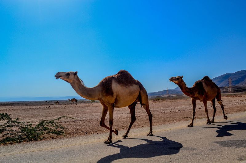 Dromedare werden auch Arabische Kamele genannt