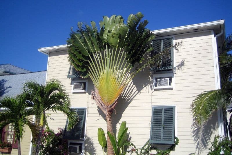 Ein Baum der Reisenden in Key West