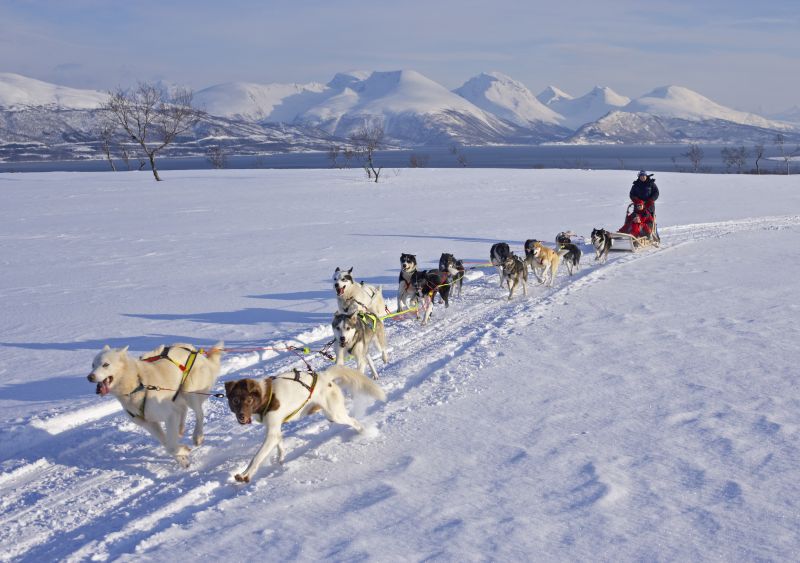 Dog sledding on Kvaløya