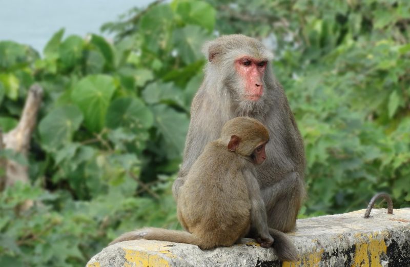 Formosa-Makaken (Mutter und Kind) im Shoushan National Nature Park