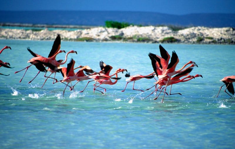 Freilebende Flamingos