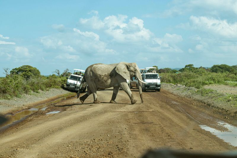 Im Addo-Elefanten-Nationalpark haben Elefanten Vorfahrt