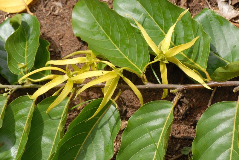 In der Parfümerie ist Ylang-Ylang ein wichtiger Rohstoff
