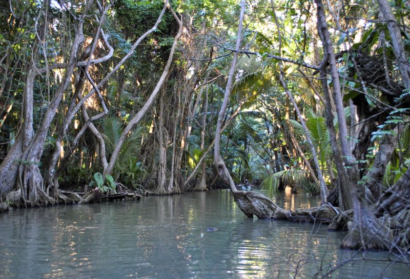 Bootsfahrt auf dem Indian River in Dominica