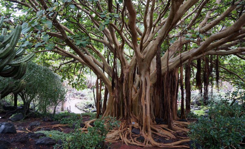 Jardín Botánico Viera y Clavijo auf Gran Canaria
