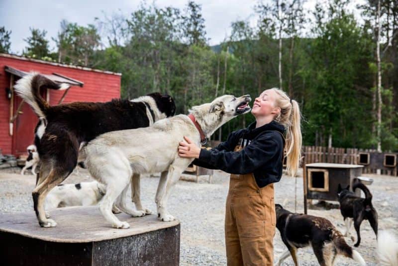 Kontakt mit Huskies