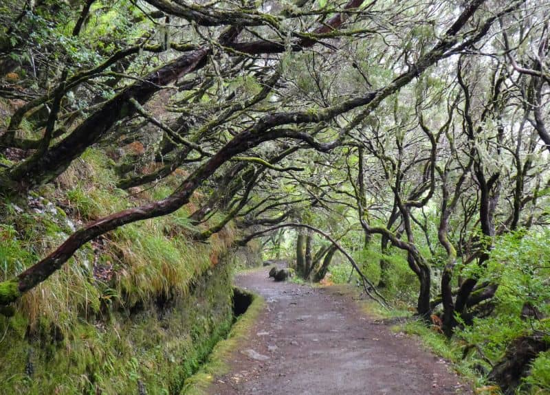 Auf Madeira auf eigene Faust zur Levada das 25 Fontes