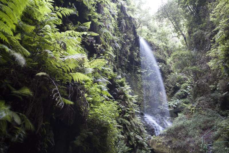 Lorbeerwald von Los Tilos 