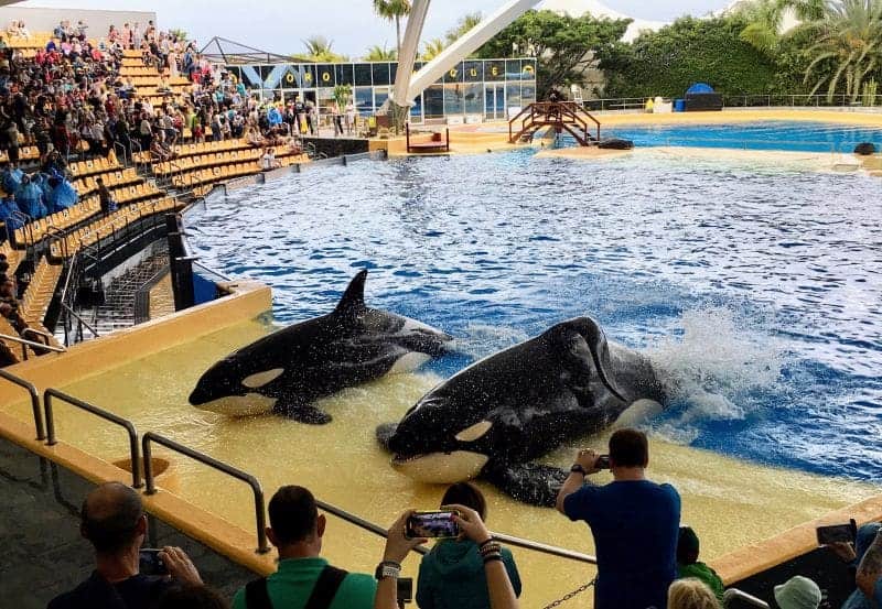 Landausflüge auf Teneriffa zum Loro Parque