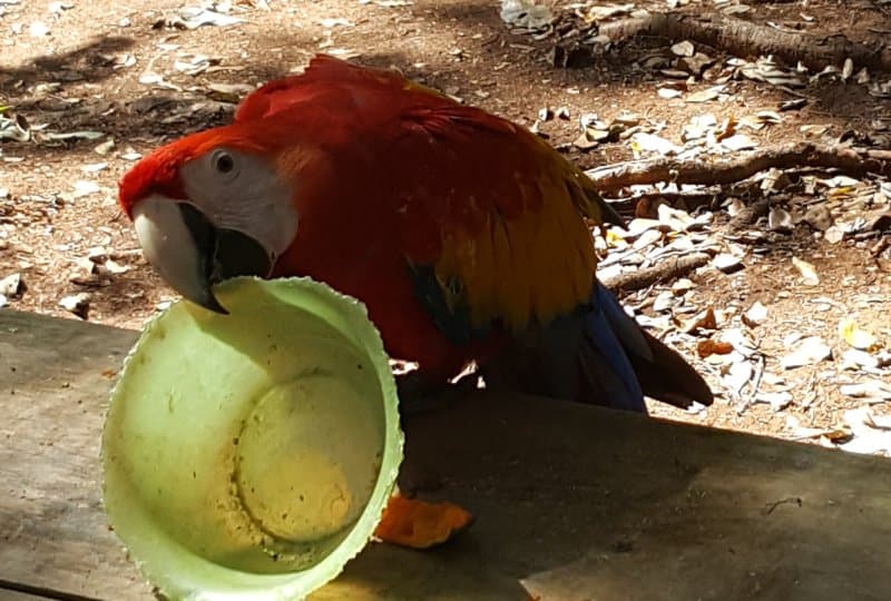 Landausflüge auf Roatan zum Mayan Eden Eco Park