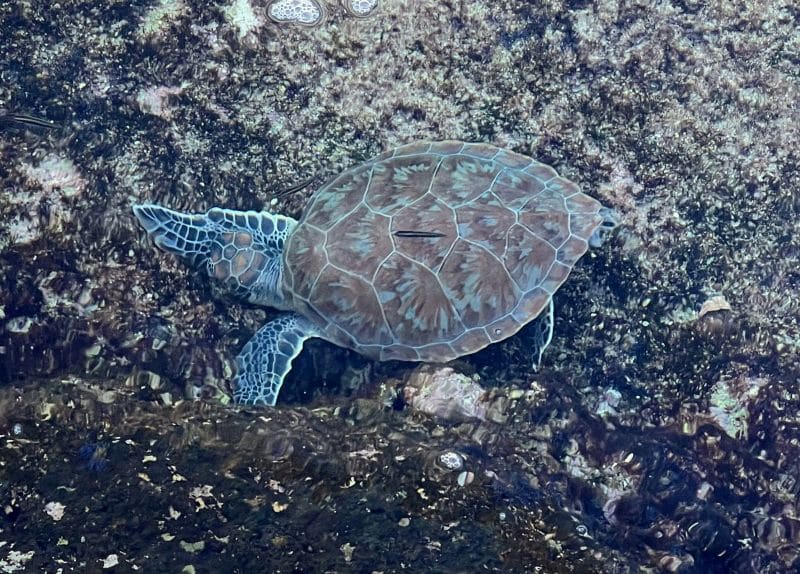 In Curaçao auf eigene Faust zu den Meeresschildkröten
