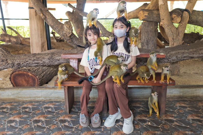 Monkey Jungle Dominican Republic