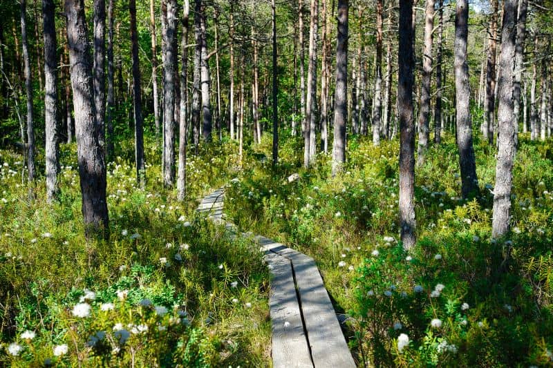 Moorwanderungen sind beliebte Landausflüge in Tallinn