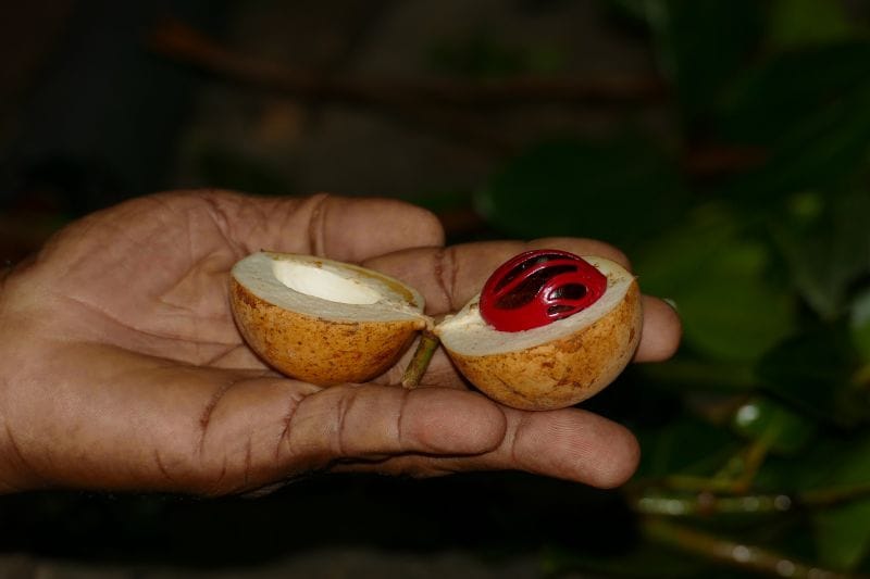 Muskatnuss