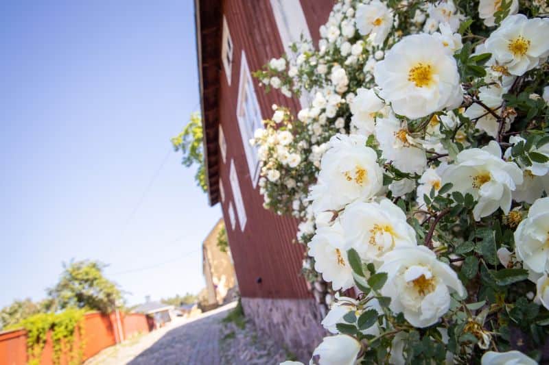 Landausflüge in Helsinki nach Porvoo