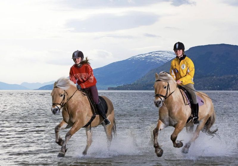 Reiter auf Fjordpferden