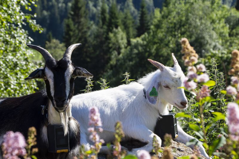 Rund um Trondheim gibt es viel Natur