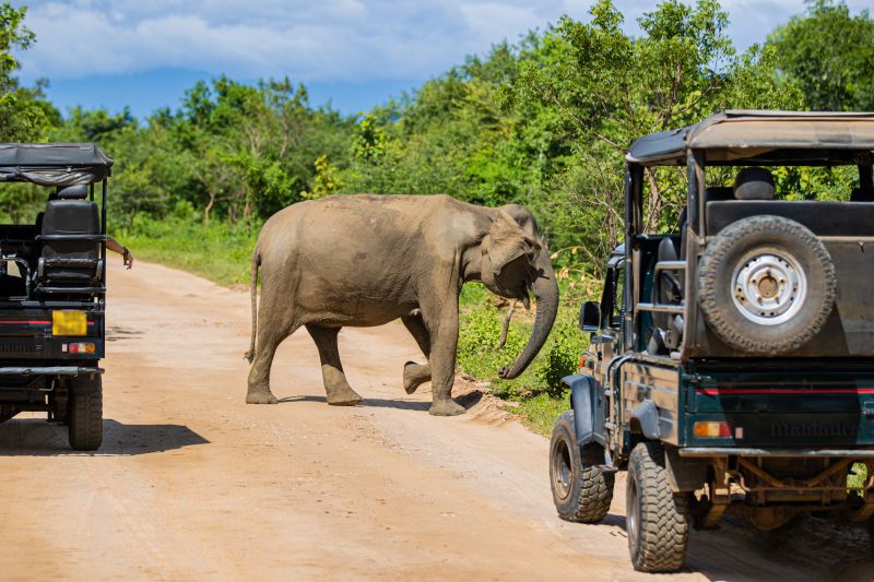Safari im Yala-Nationalpark in Sri Lanka