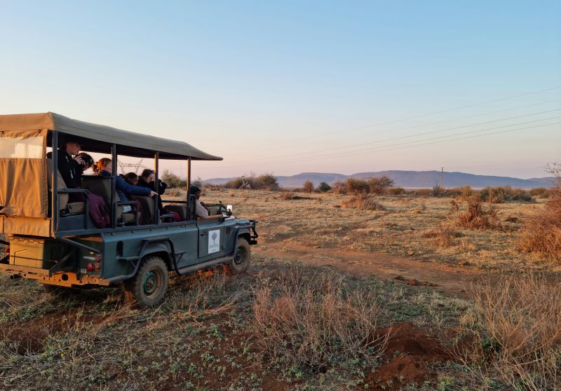 Safari in Südafrika