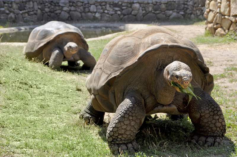 Schildkrötenpark A Cupulatta bei Vero