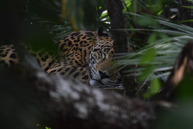 Schlafender Jaguar im Belize Zoo
