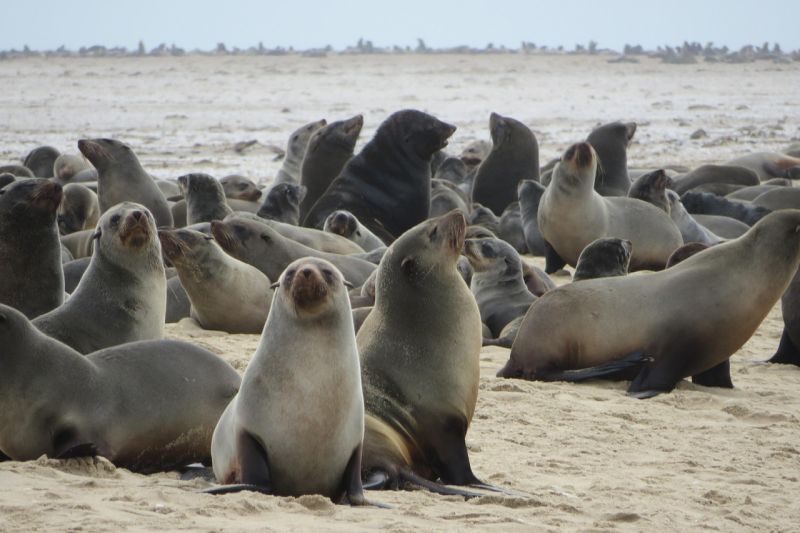 Landausflüge in Walvis Bay auf eigene Faust